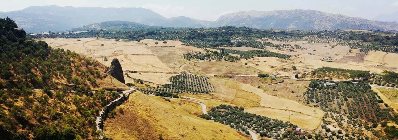 Landscape of Andalusia region features rolling olive groves and mountains in the background.