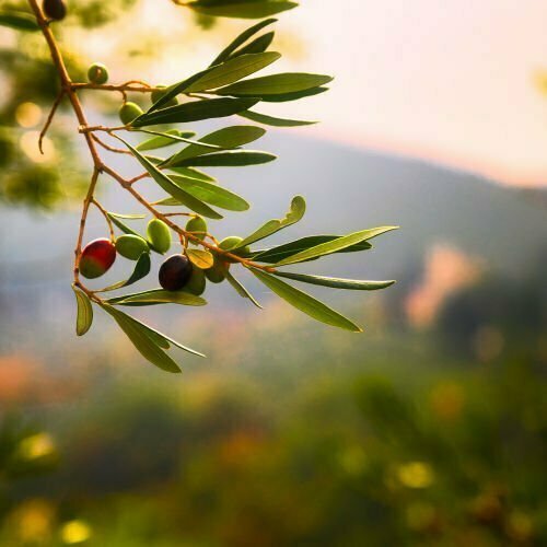 A picture of olives on an olive tree with a blurred countryside in the background