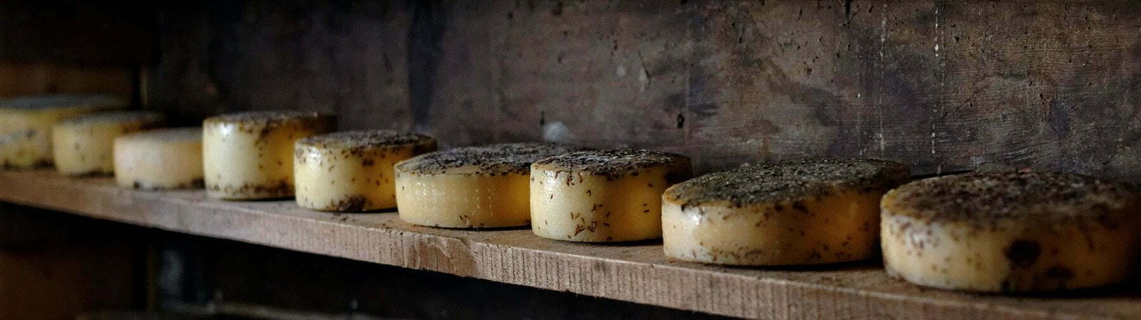 a line of aging cheese wheels sits on. a rustic bench in a shed.