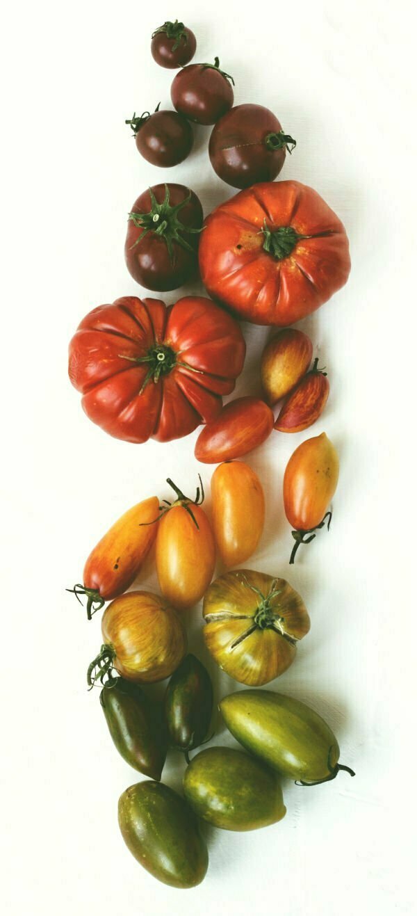 a variety of differnt tomatoes are laid out on a white background