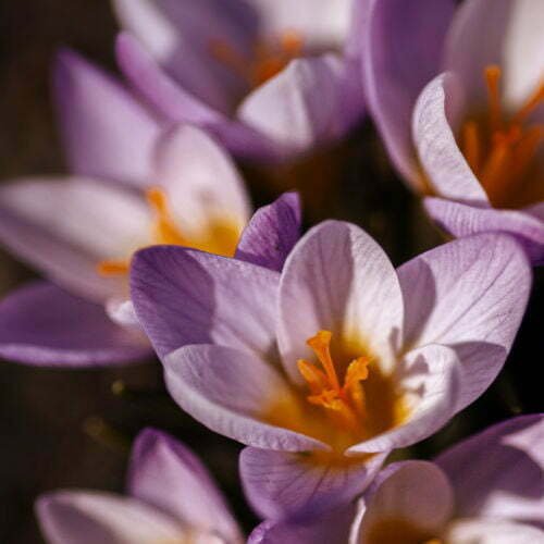 Open Crocus flowers expose their delicate saffron threads. 