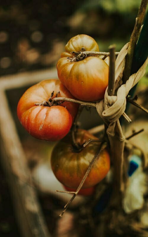 Some ripe red tomatoes hang from a rustic vine with some cloth tied to a spike.