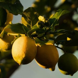 A bunch of lemons hang from a tree