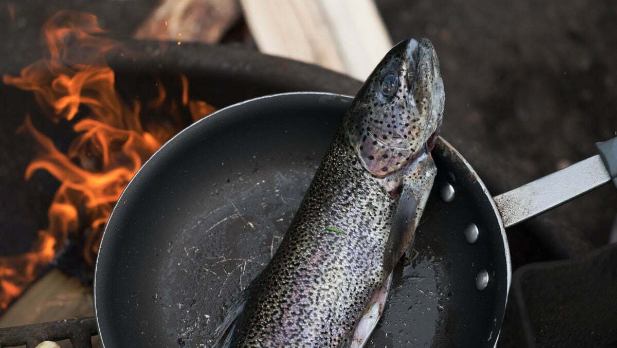 A rainbow trout is pan fried on an open fire in the basque Country