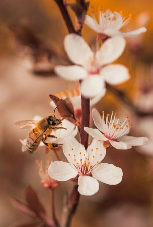 honey bees on an orange blossom