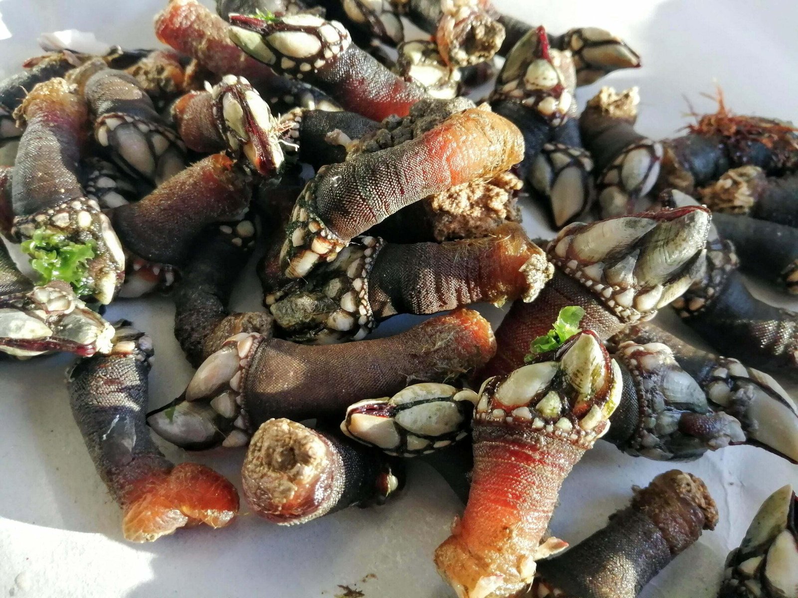 a white plate of raw Percebes (goosneck barnicles in English).