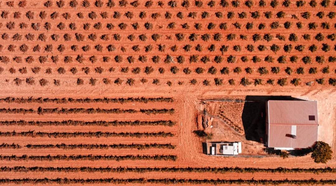 an ariel shot of a dirt red field with trees and crops planted in a line. 