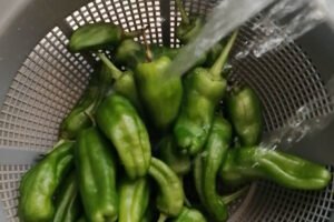 padron peppers are washed in a collander