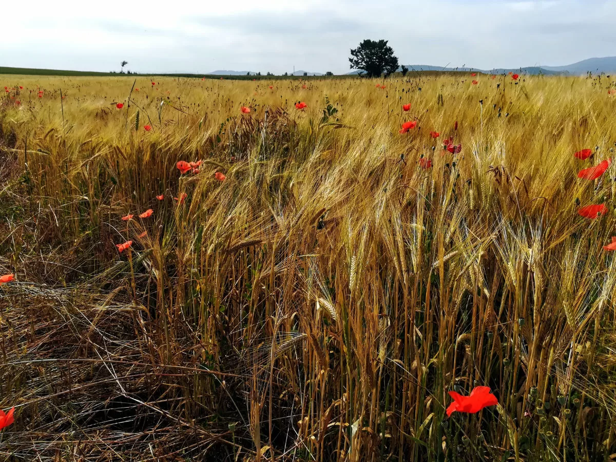 A wheat field with bright red poppie flowers growing up.