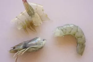 a shrimp is peeled