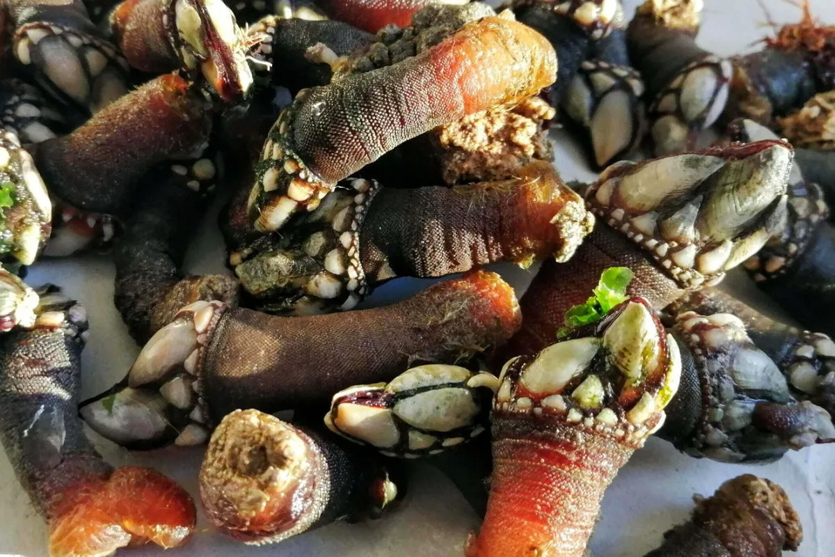 A pile of percebes (goose barnacles) sit waiting to be cleaned and served